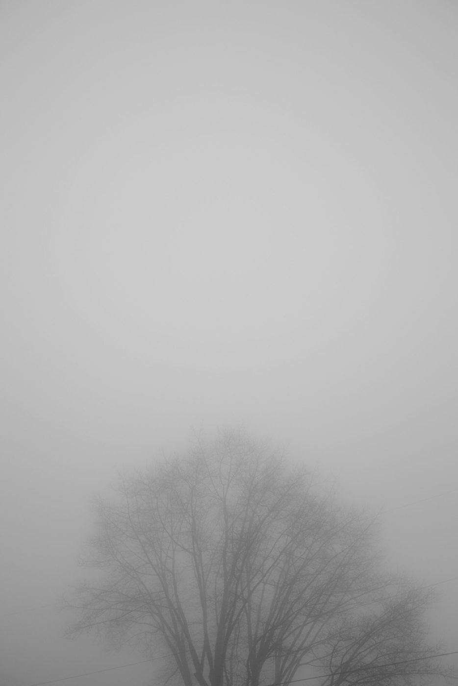 Bare tree canopy fading into thick grey fog beneath a blank, misty sky