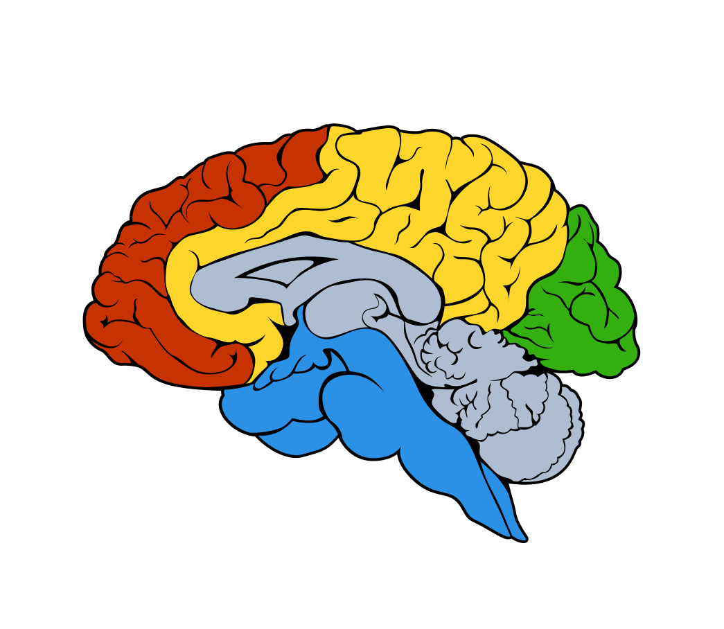 Colour-coded diagram of the human brain in side view, showing lobes, brainstem and cerebellum